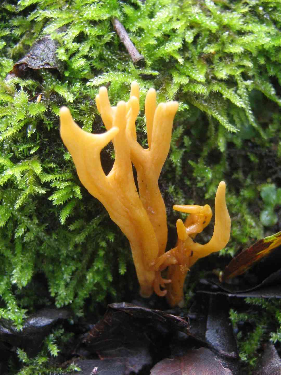 Meadow coral fungus (Clavulinopsis corniculata) thumbnail 3