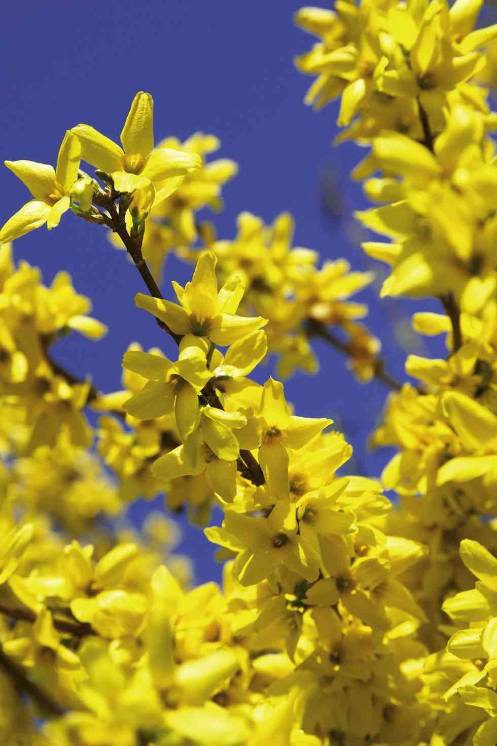 Weeping forsythia