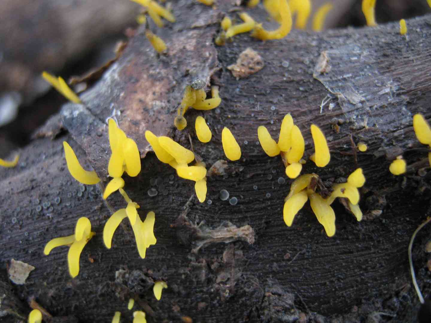 Small stagshorn (Calocera cornea) thumbnail 2