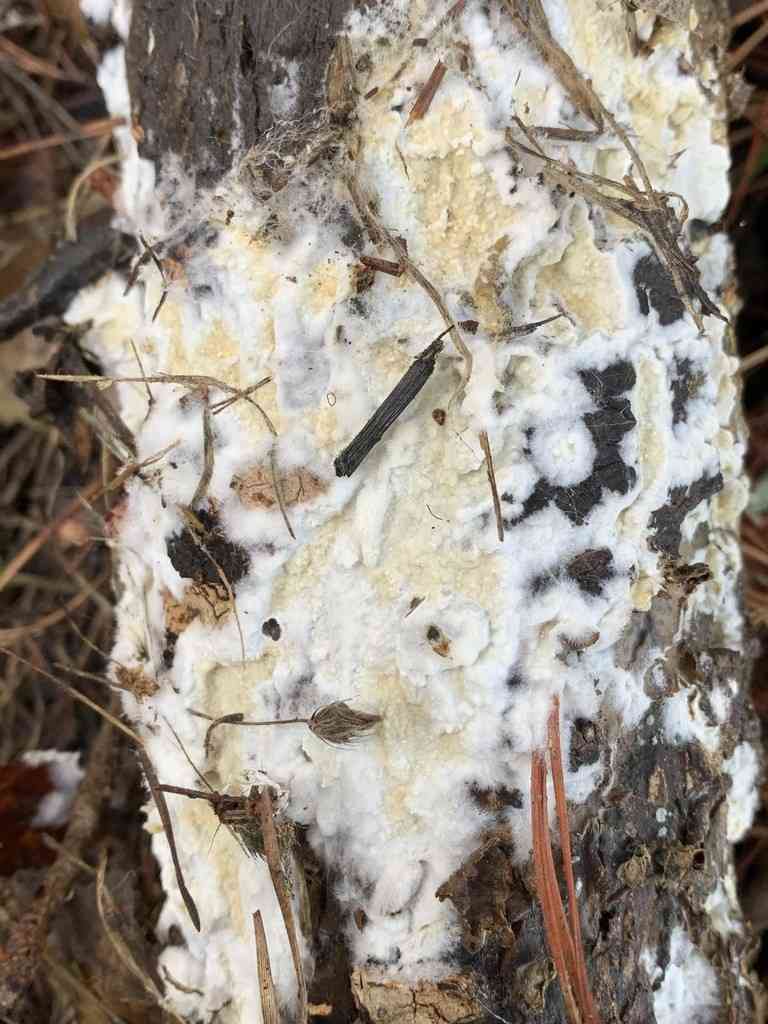 Olive duster (Coniophora olivacea) thumbnail 3