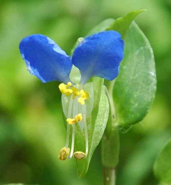 Asiatic dayflower
