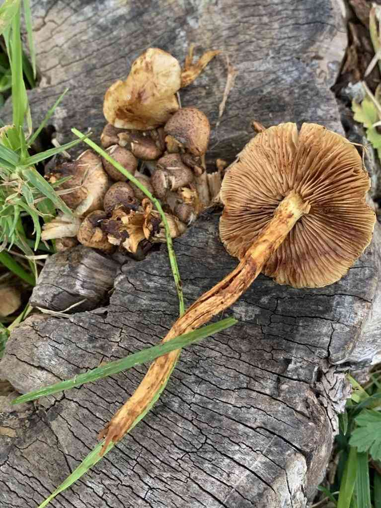 Ground Pholiota (Pholiota terrestris) thumbnail 2