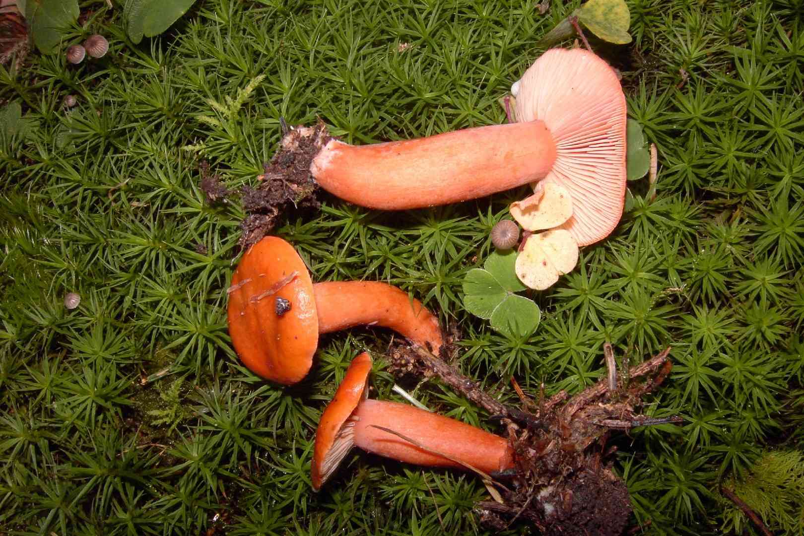 Orange milkcap (Lactarius aurantiacus) thumbnail 2