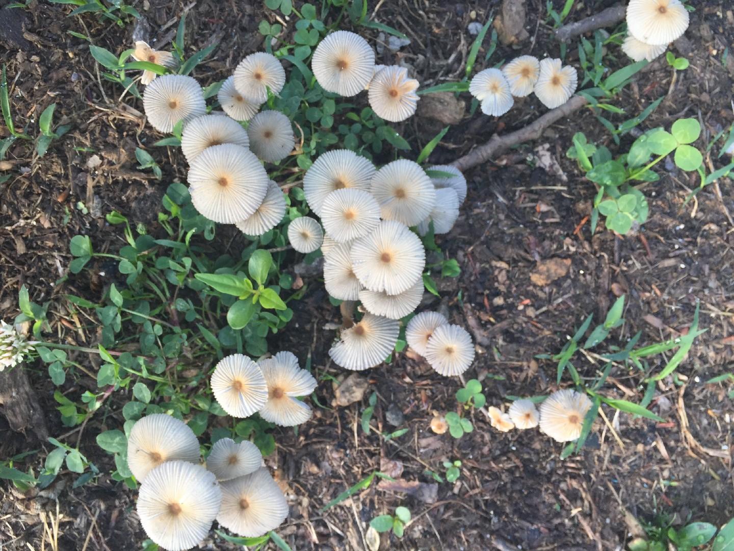 Pleated inkcap thumbnail 2