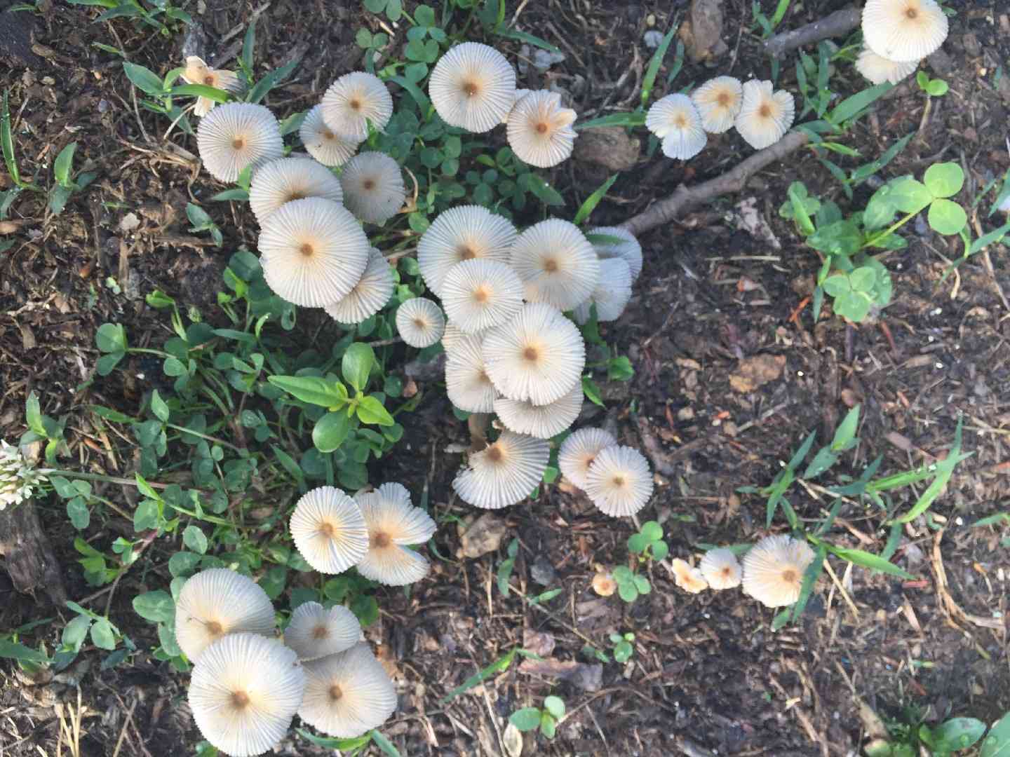Pleated inkcap (Parasola plicatilis) thumbnail 2