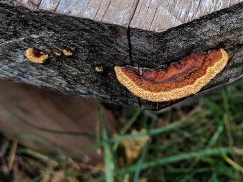 Rusty gilled polypore (Gloeophyllum sepiarium) thumbnail 3