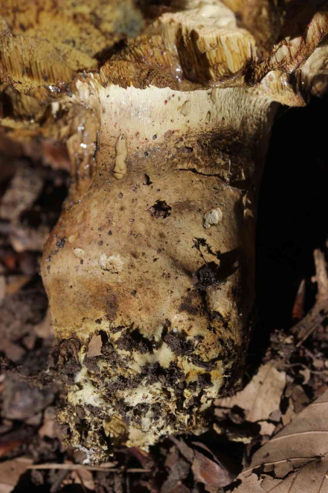 Rooting bolete (Caloboletus radicans) thumbnail 2