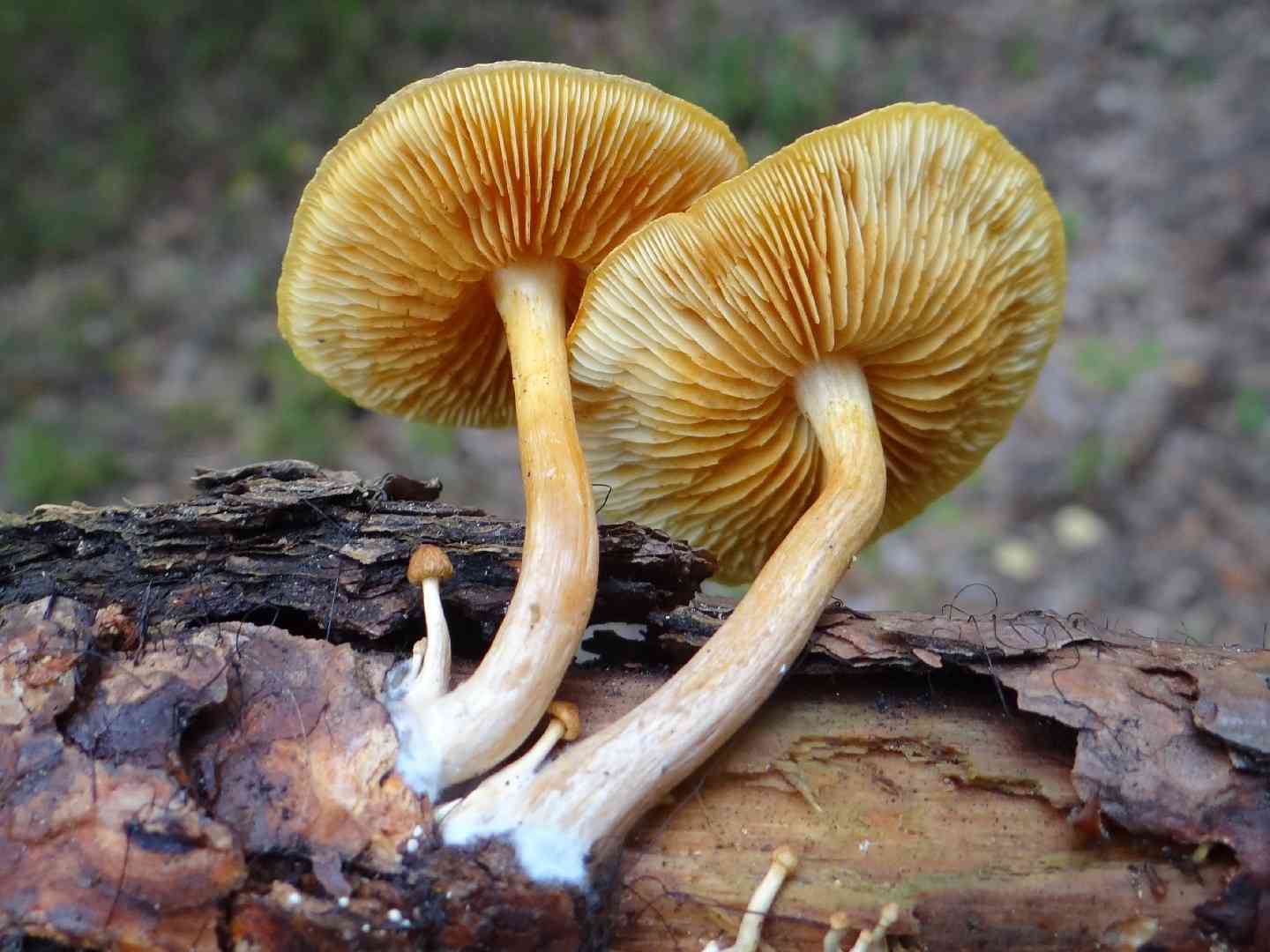 Gymnopilus liquiritiae (Gymnopilus liquiritiae) thumbnail 1