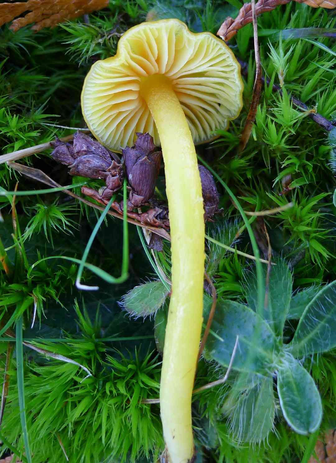 Glutinous waxcap (Hygrocybe glutinipes) thumbnail 2