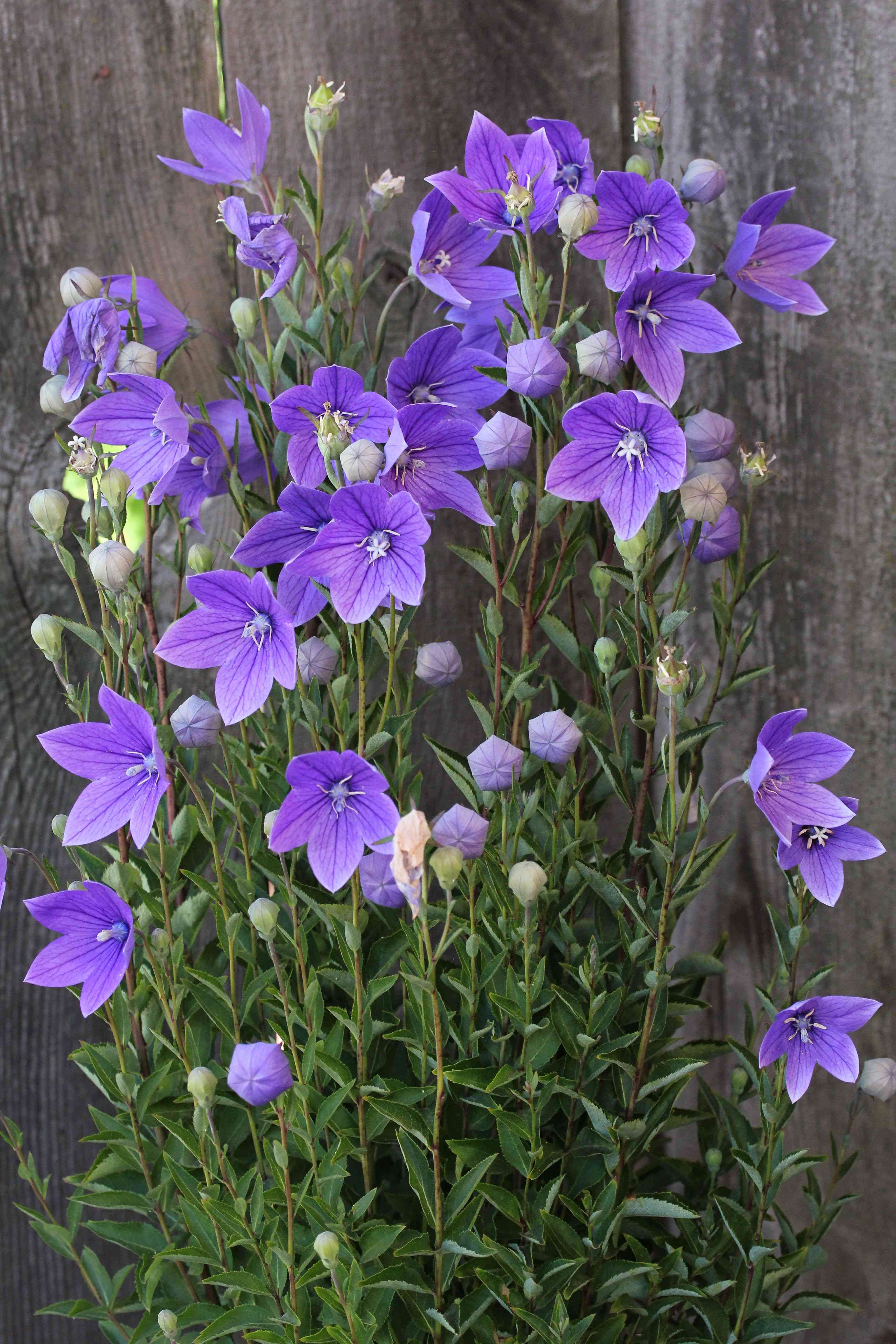 Balloon flower
