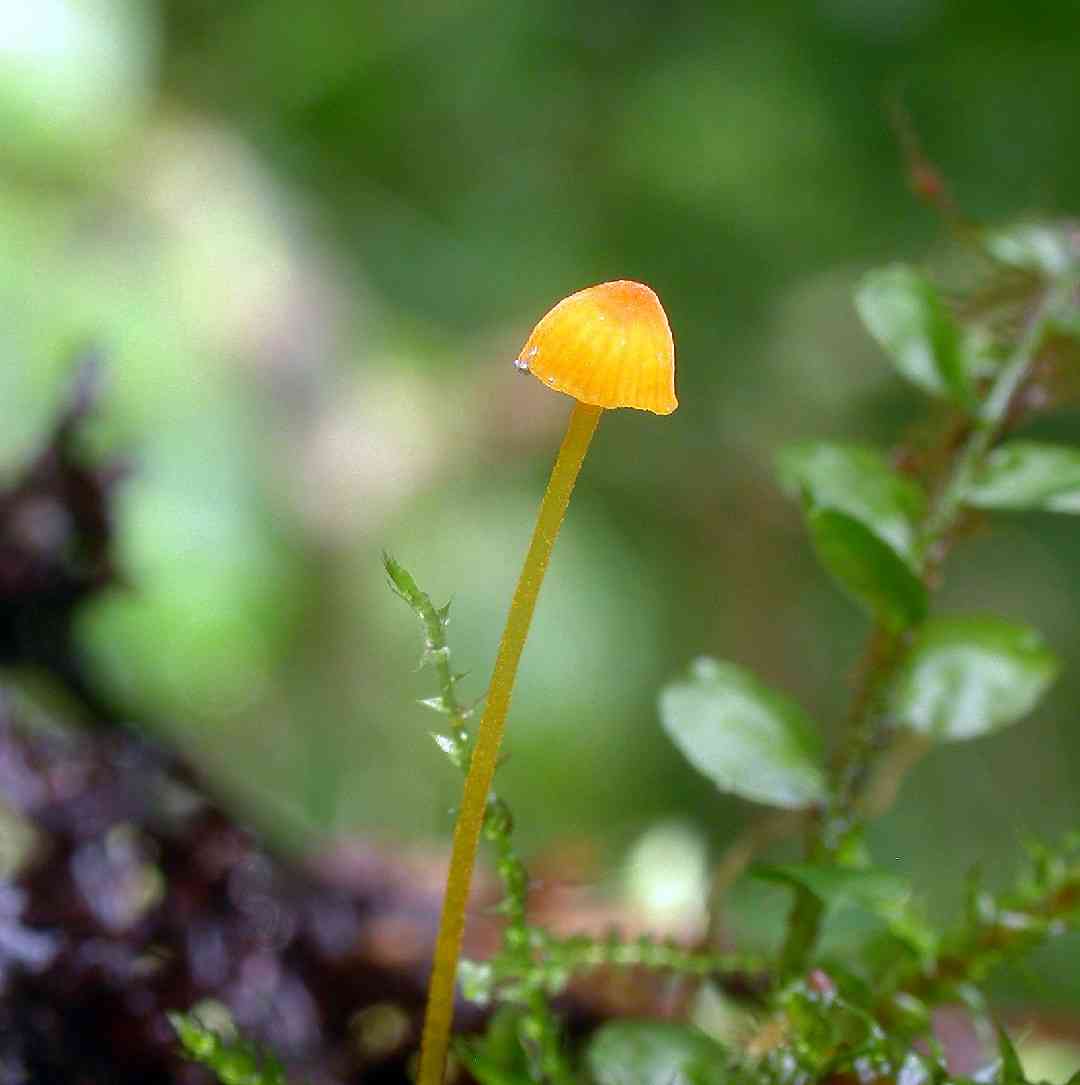 Western yellow mycena (Mycena oregonensis) thumbnail 1