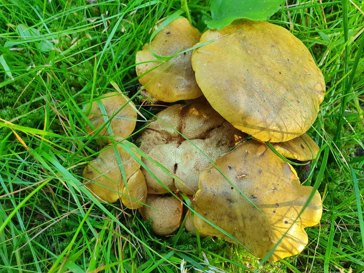 Parasitic bolete