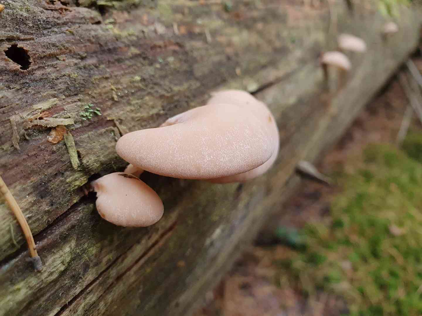 Lentinellus castoreus (Lentinellus castoreus) thumbnail 1