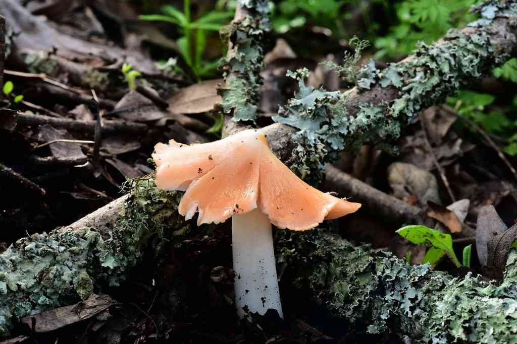 Pink waxcap (Porpolomopsis calyptriformis) thumbnail 2