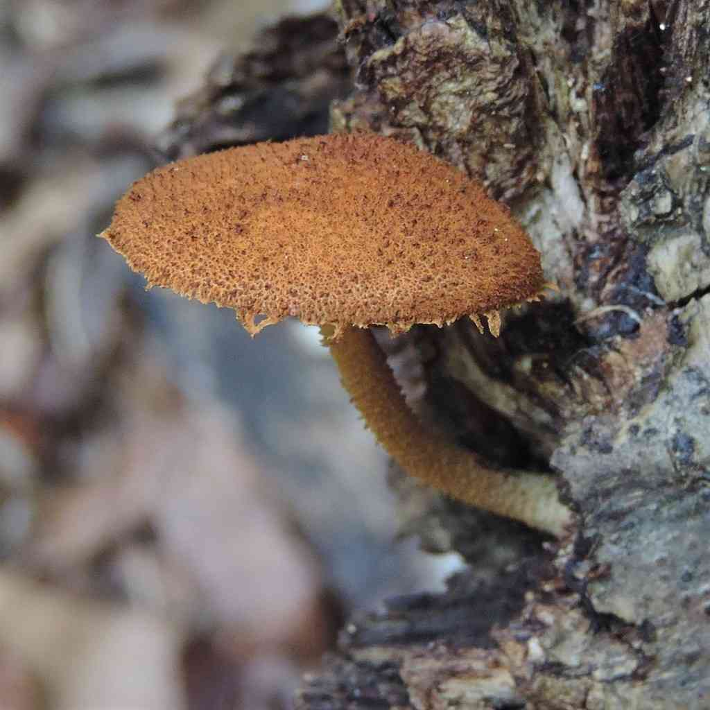 Powder-scale pholiota
