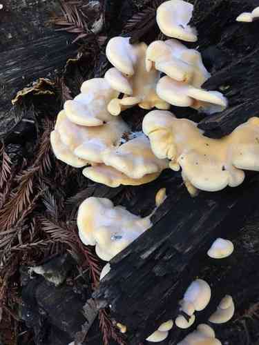 Mock oyster (Phyllotopsis nidulans) thumbnail 2