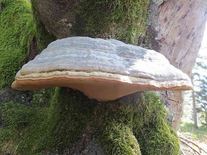 Tinder fungus (Fomes fomentarius) thumbnail 3