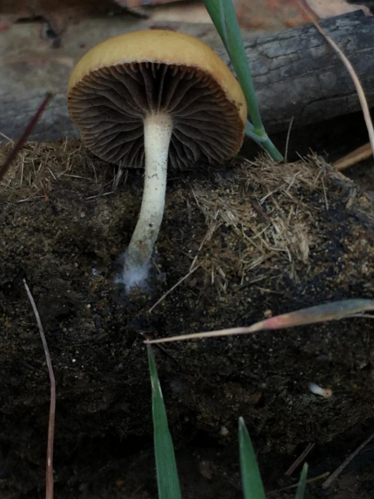 Dung-loving deconica thumbnail 2