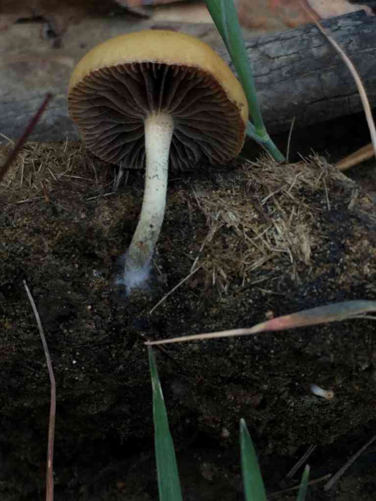 Dung-loving deconica (Deconica coprophila) thumbnail 2