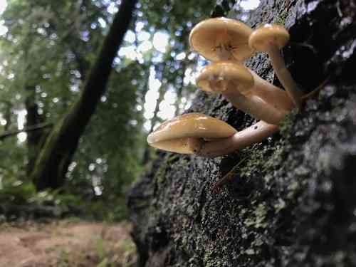 Conifer tuft (Hypholoma capnoides) thumbnail 2