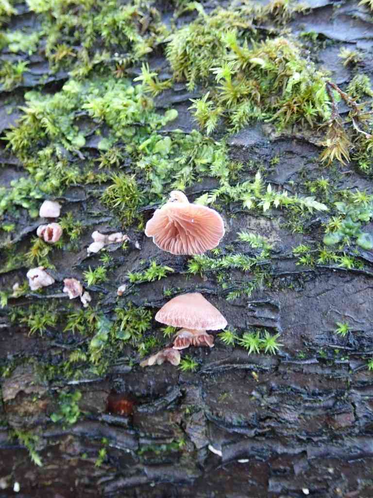 Winter oysterling (Panellus ringens) thumbnail 2