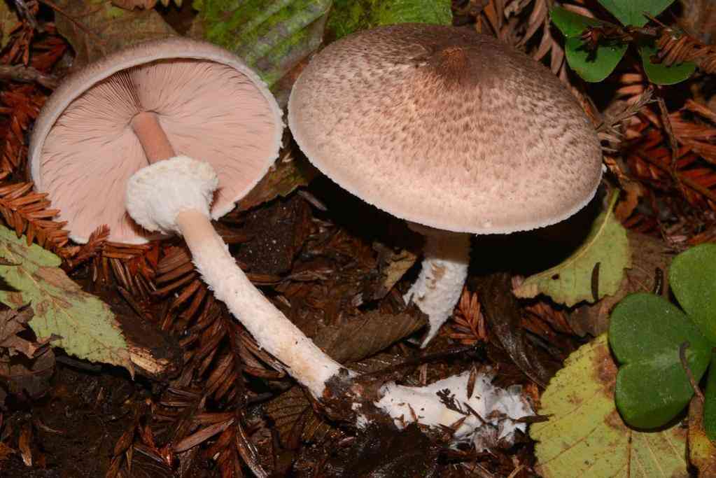 Wine-colored Agaric