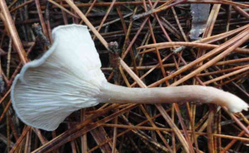 Mealy frosted funnel (Clitocybe ditopa) thumbnail 3