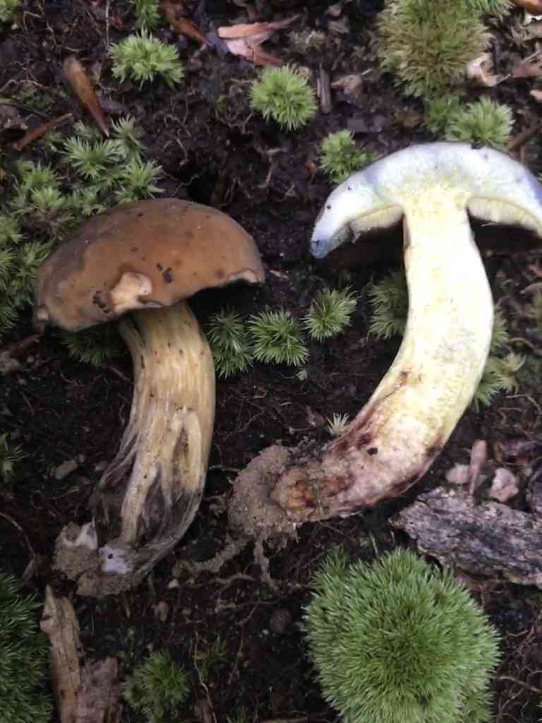 Boletus vermiculosus (Boletus vermiculosus) thumbnail 3