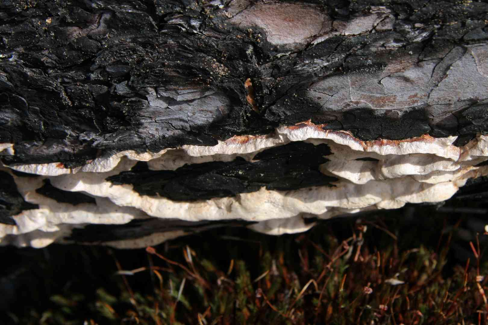 Dichomitus squalens (Dichomitus squalens) thumbnail 2