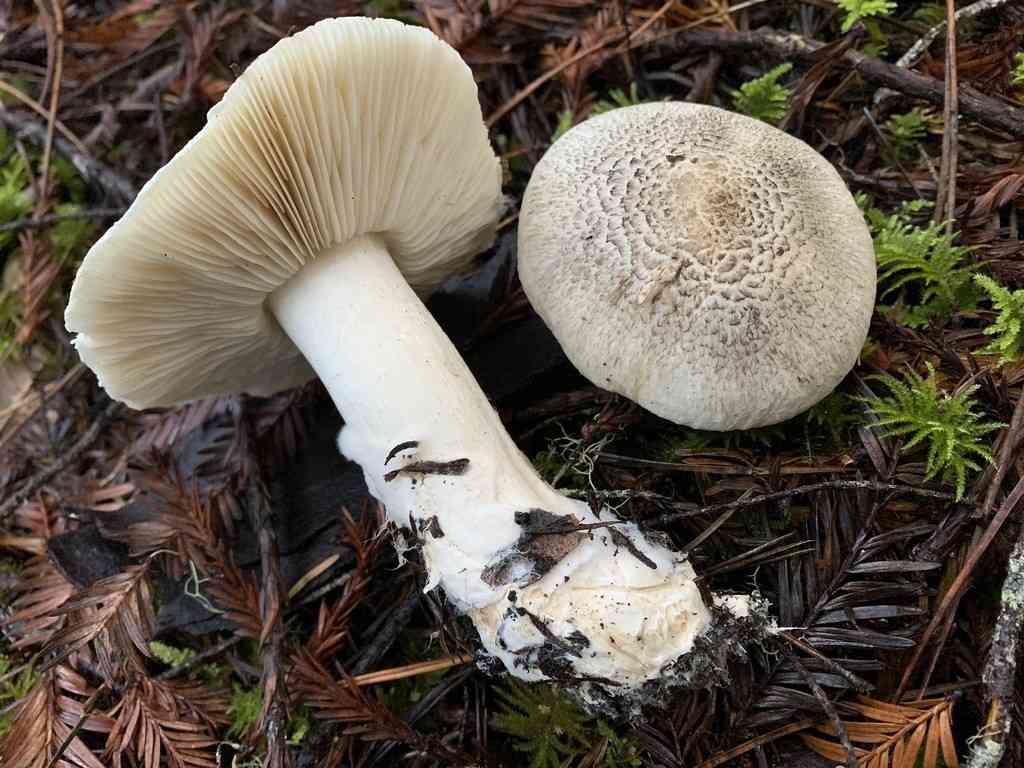 Tiger tricholoma (Tricholoma pardinum) thumbnail 3