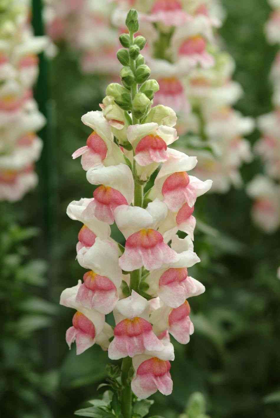 Garden snapdragon
