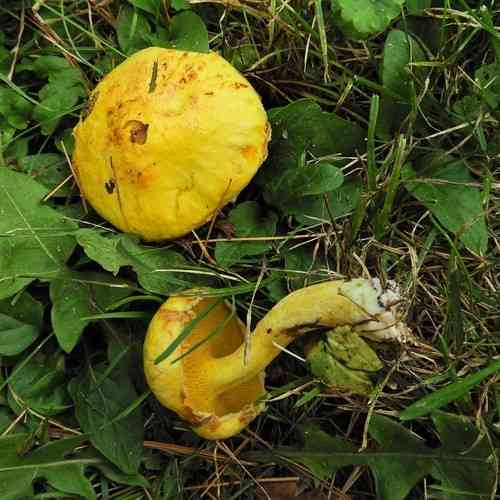 American slippery jack (Suillus americanus) thumbnail 1