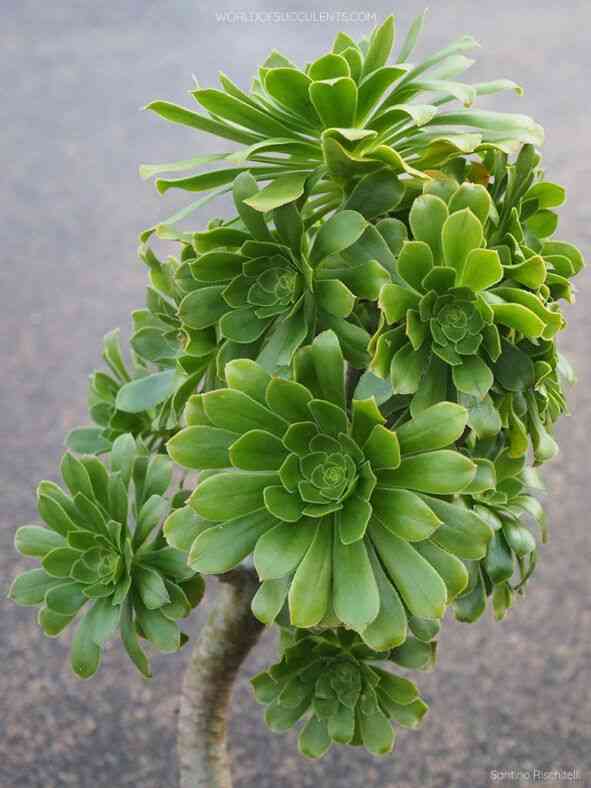Tree aeonium