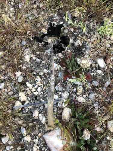 Montagnea arenaria (Montagnea arenaria) thumbnail 2