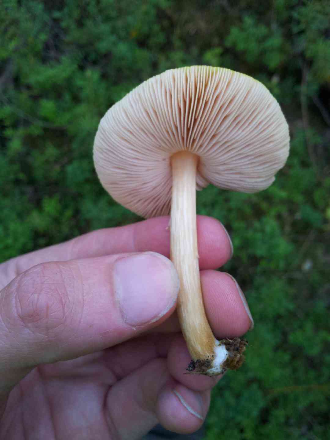 Lion shield (Pluteus leoninus) thumbnail 3