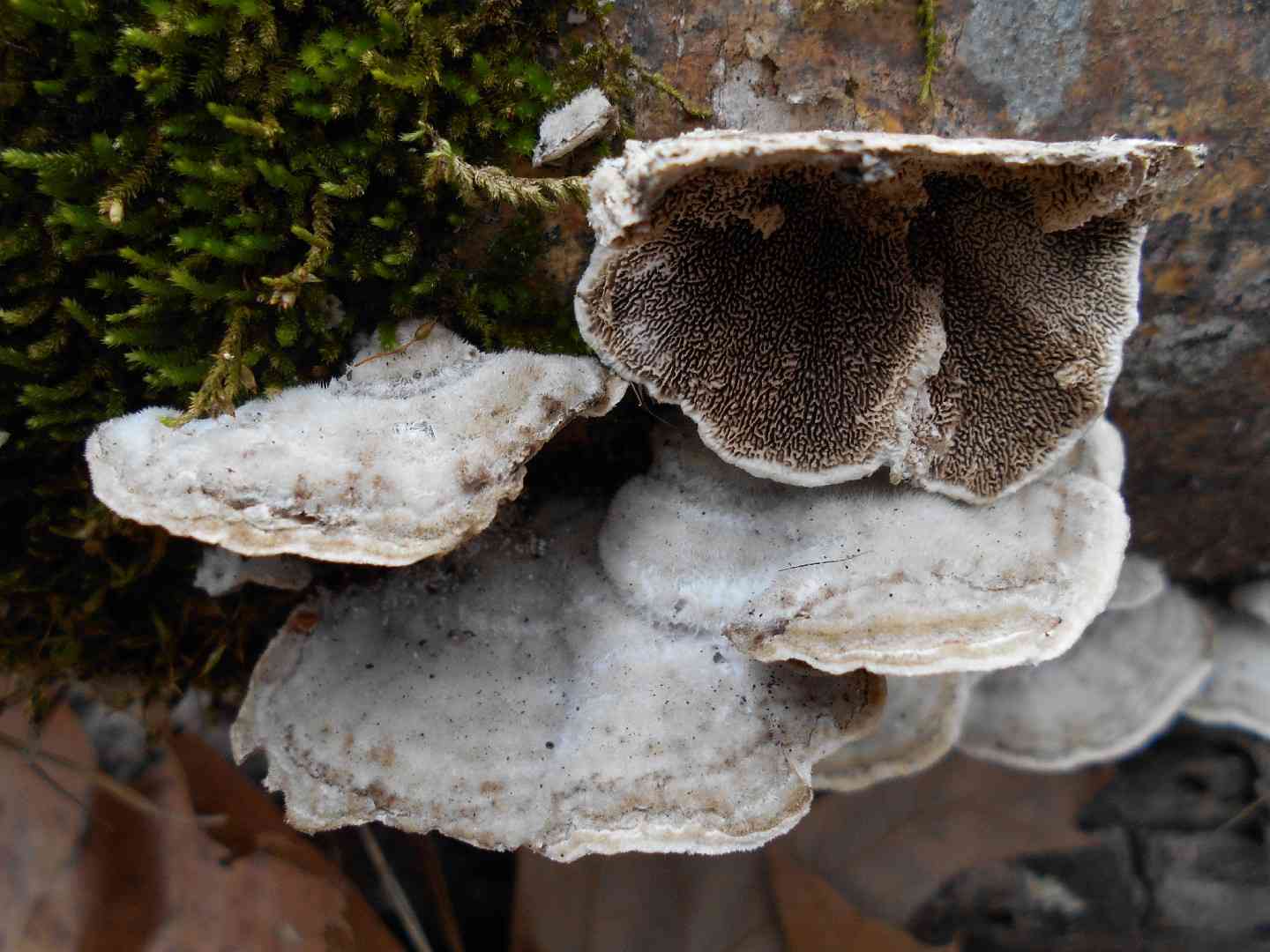 Mossy maze polypore