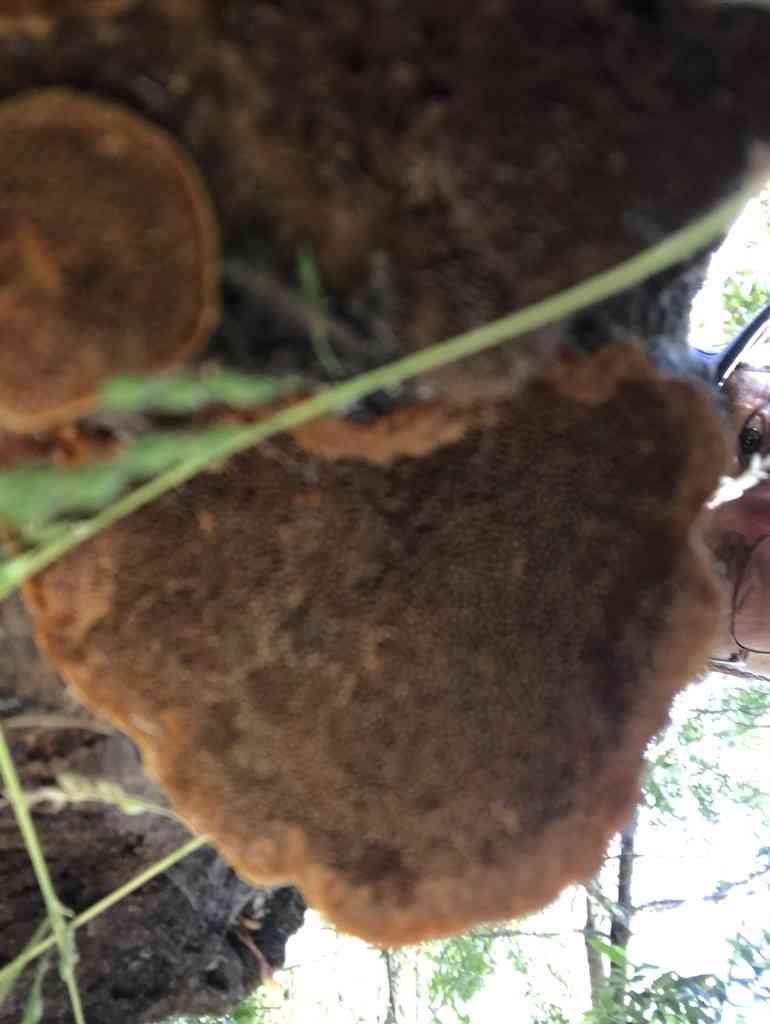 Red ring rot (Porodaedalea pini) thumbnail 2