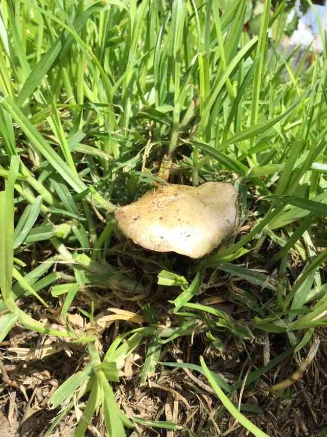 Garland roundhead (Psilocybe coronilla) thumbnail 2