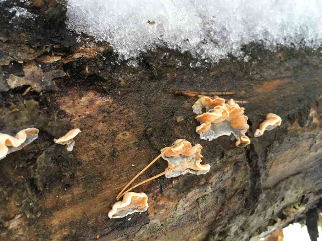 Rusty crust (Skeletocutis amorpha) thumbnail 2