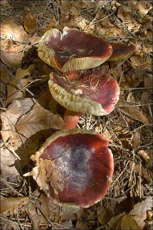 Gooseberry russula (Russula queletii) thumbnail 3