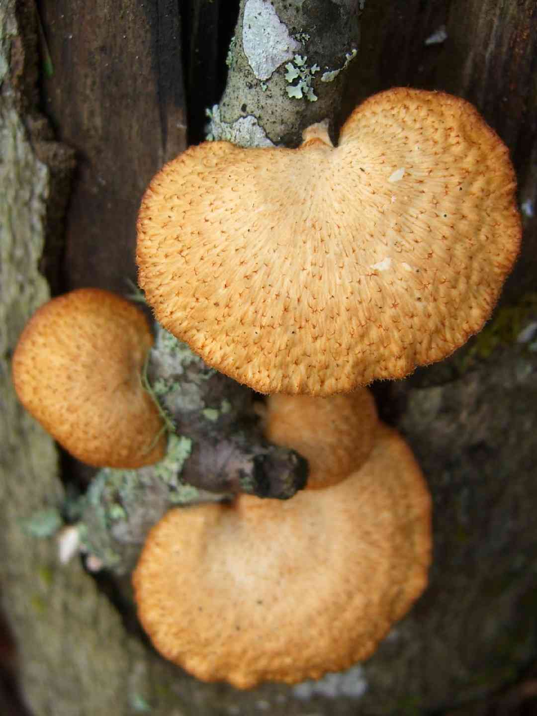 Hexagonal-pored polypore