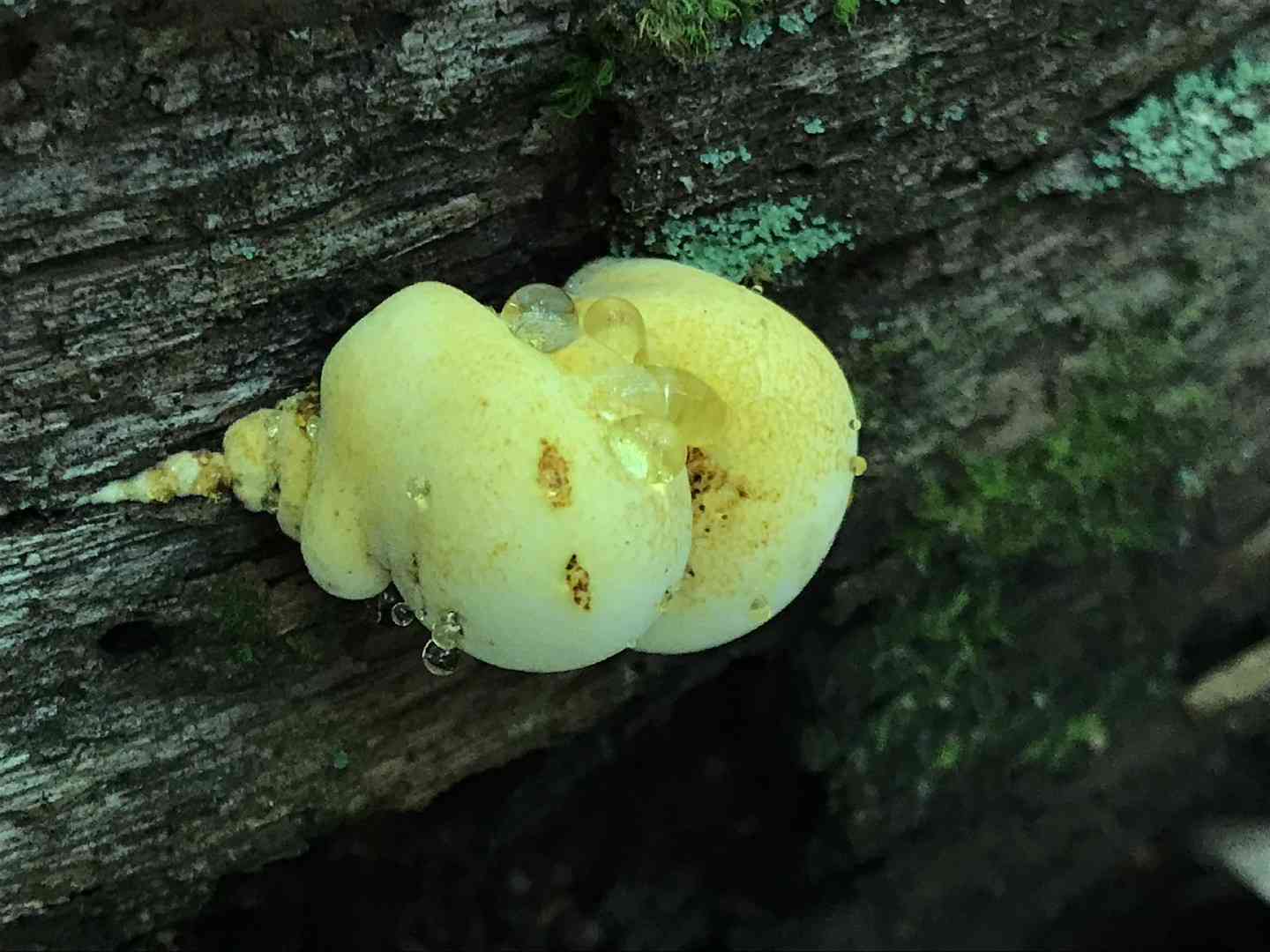 Oak polypore (Buglossoporus quercinus) thumbnail 3