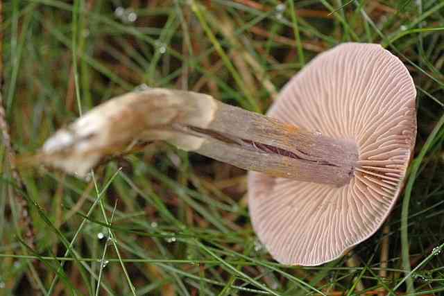 Pearly webcap (Cortinarius alboviolaceus) thumbnail 3