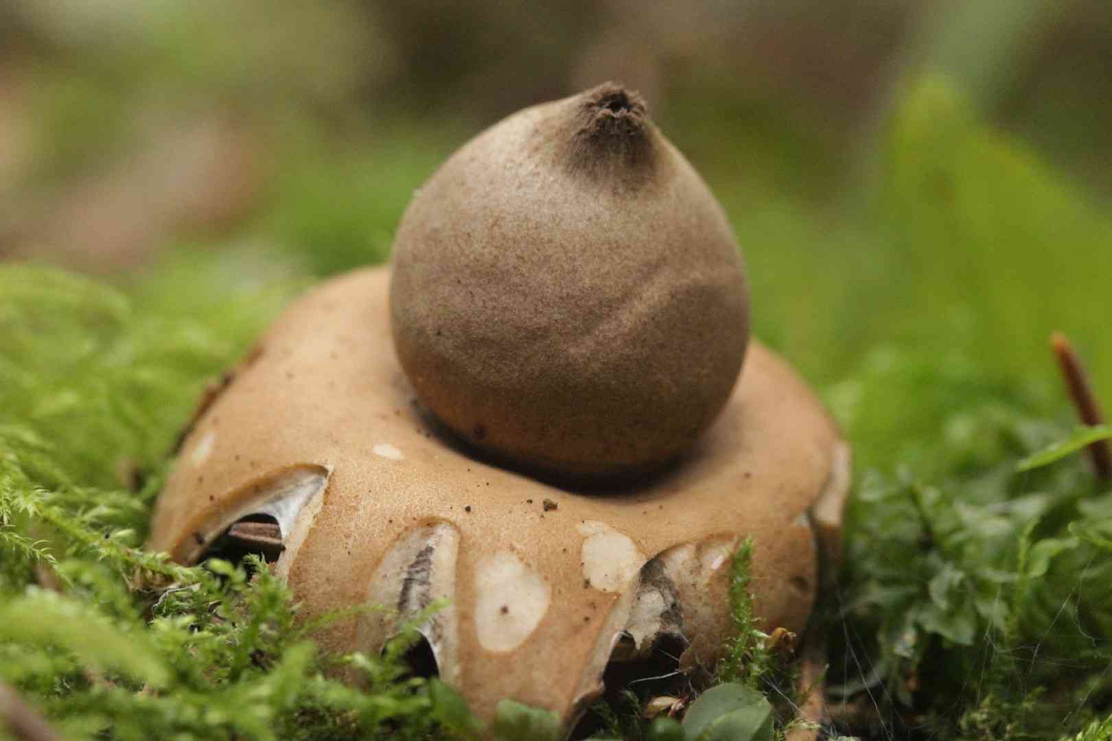 Fringed earthstar (Geastrum fimbriatum) thumbnail 1