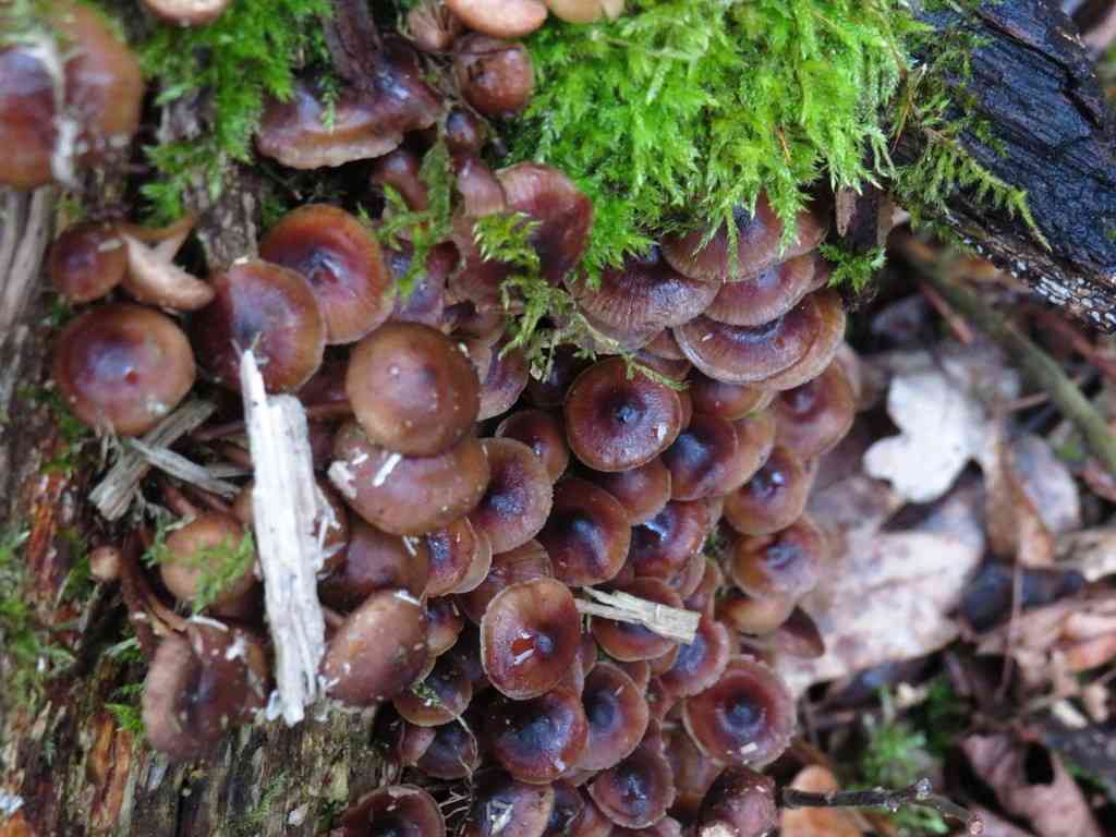 Winter bonnet (Mycena tintinnabulum) thumbnail 1