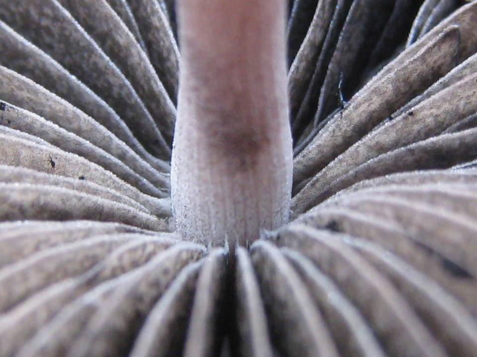 Banded mottlegill thumbnail 2