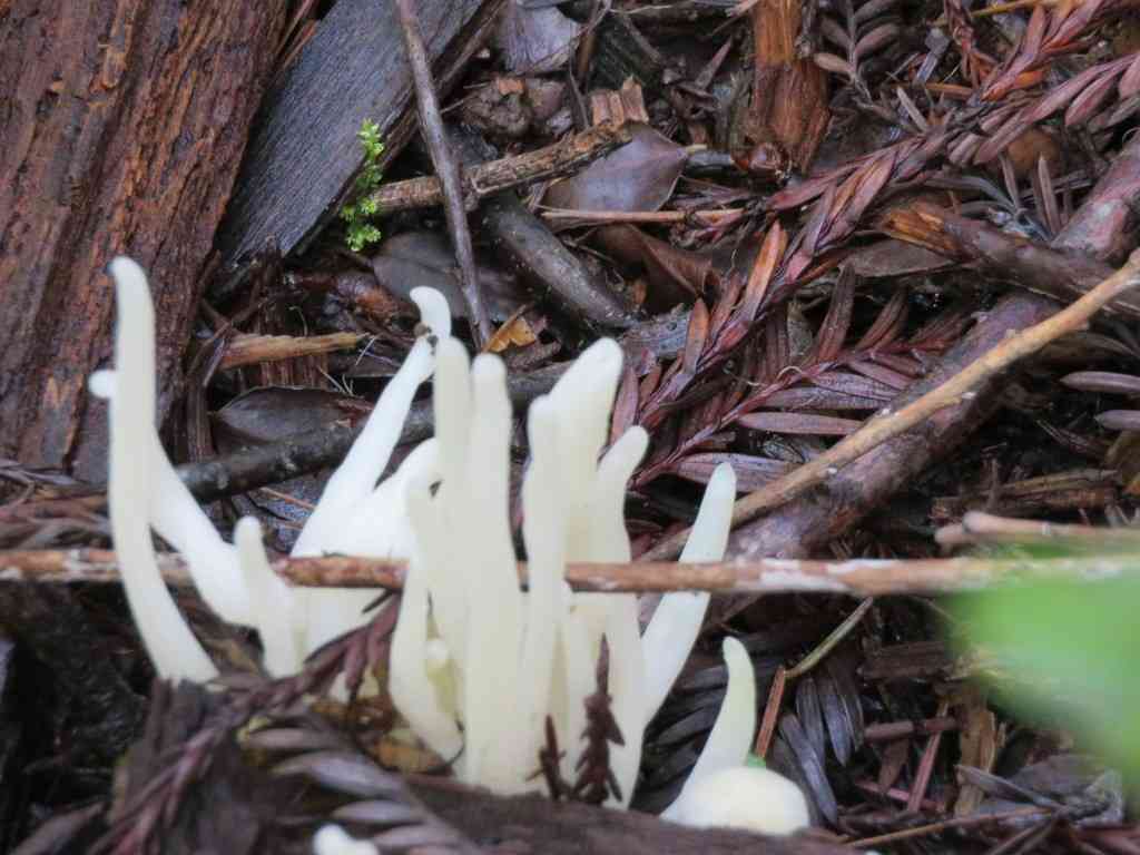 White spindles (Clavaria fragilis) thumbnail 3