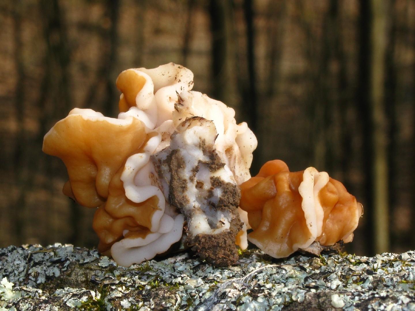 Snow false morel thumbnail 3