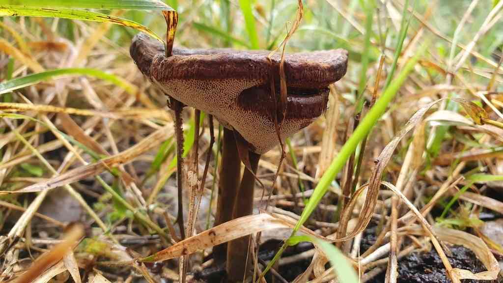 Amauroderma rude (Amauroderma rude) thumbnail 2