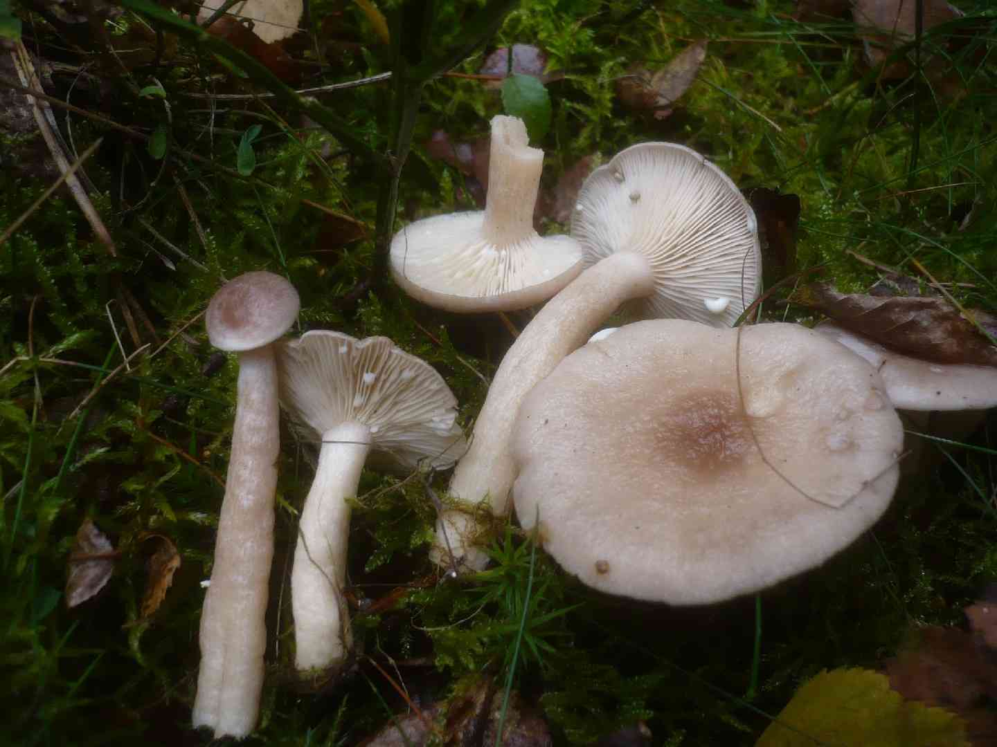 Grey milkcap (Lactarius vietus) thumbnail 1